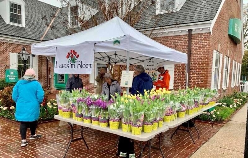 Lewes in Bloom volunteers will be selling tulips and more spring flowers and merchandise at Bank Street Plaza on Second Street April 15-16. SUBMITTED PHOTO